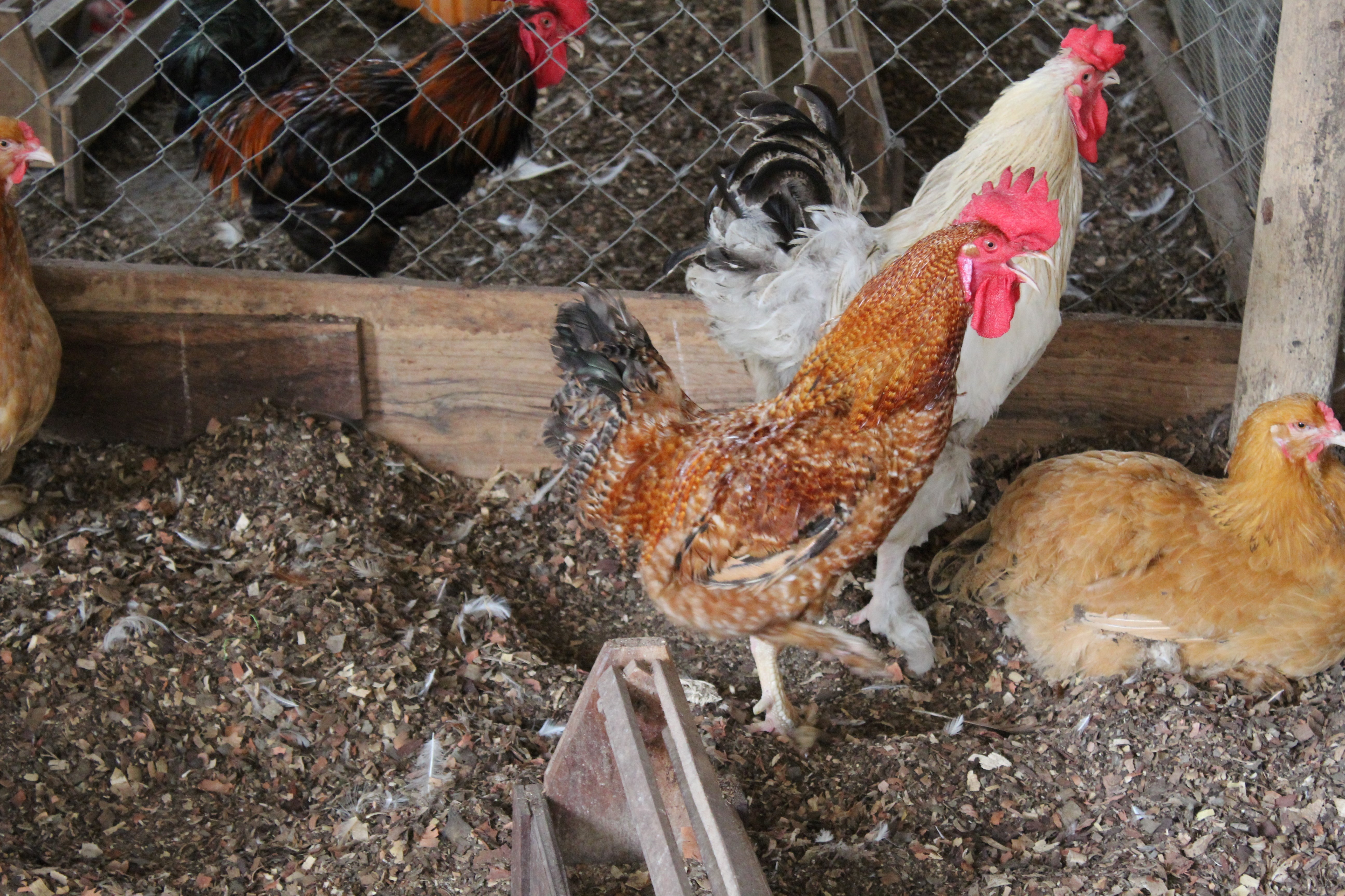 Renforcement des capacités techniques des éleveurs de poulets d'Adjarra